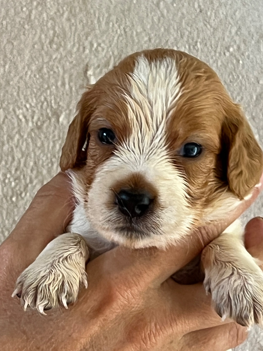 de Torlhak - Chiots disponibles - Epagneul Breton