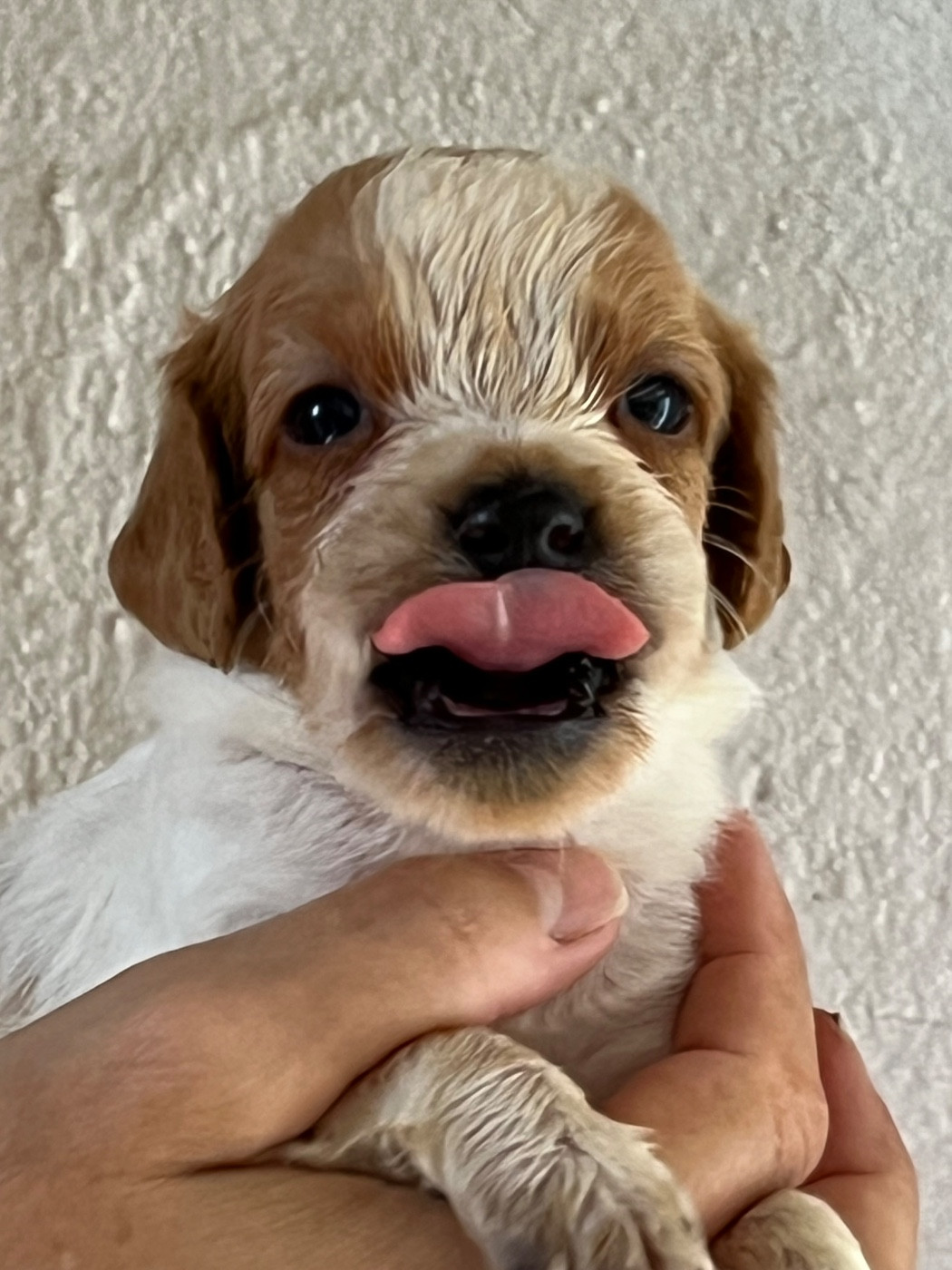 de Torlhak - Chiots disponibles - Epagneul Breton