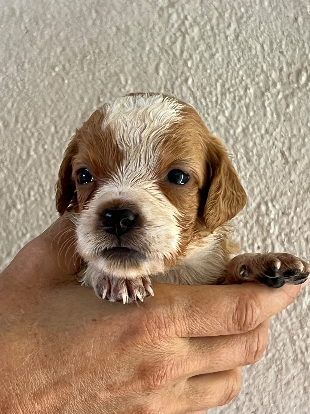 de Torlhak - Chiots disponibles - Epagneul Breton