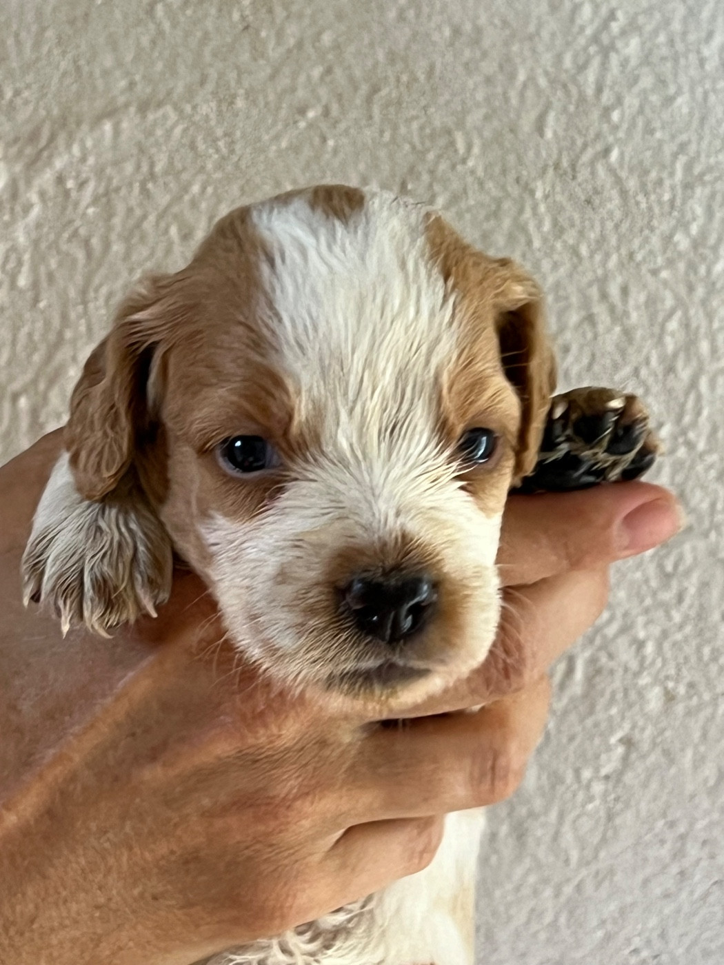 de Torlhak - Chiots disponibles - Epagneul Breton