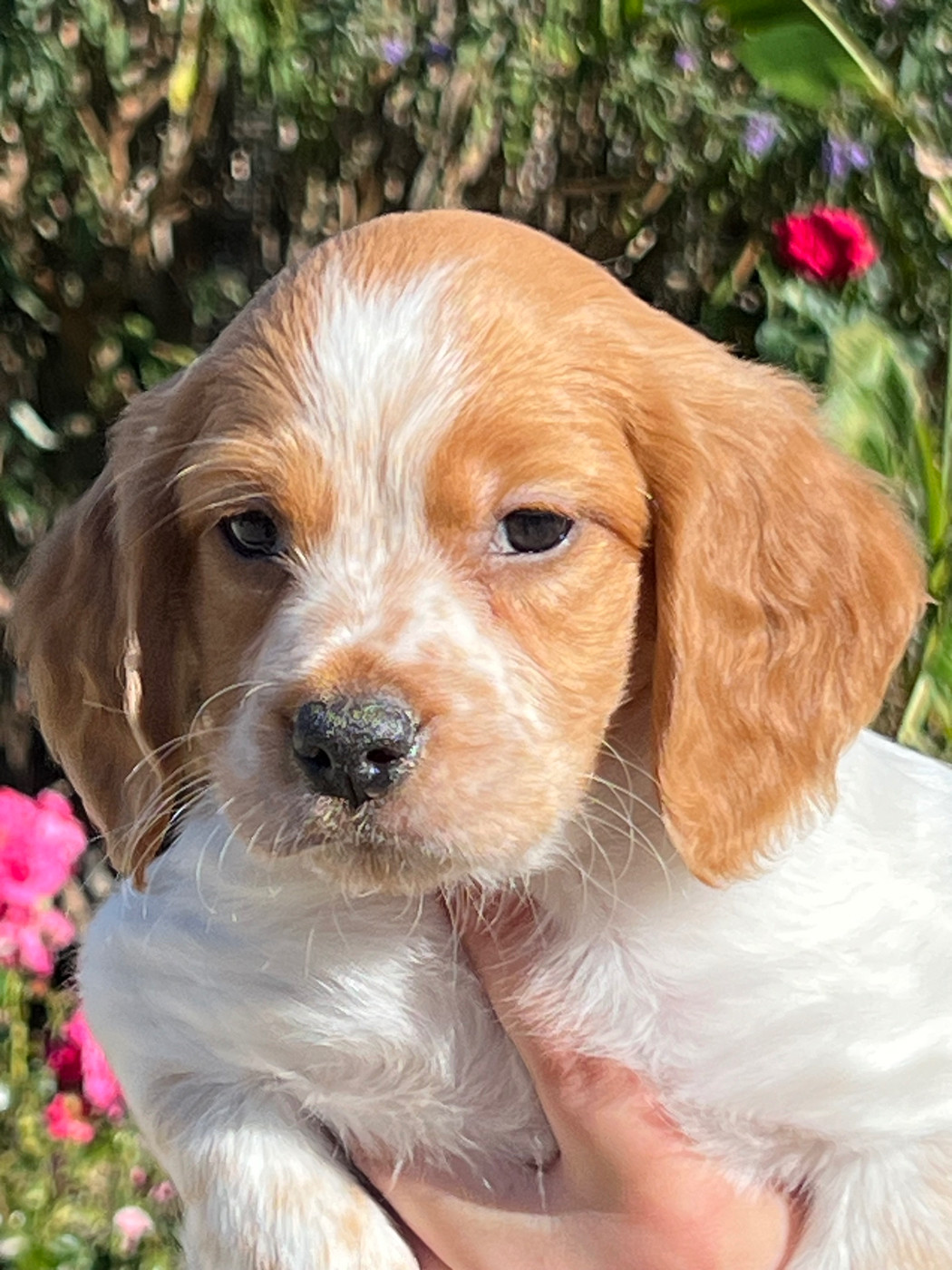de Torlhak - Chiots disponibles - Epagneul Breton