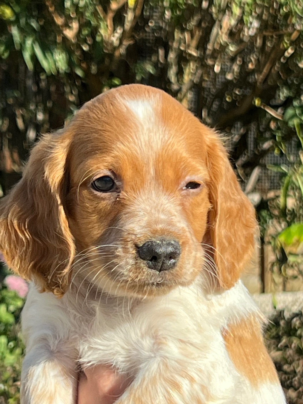 de Torlhak - Chiots disponibles - Epagneul Breton
