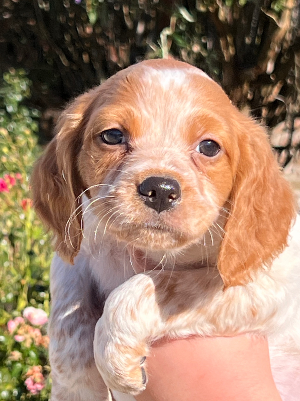 de Torlhak - Chiots disponibles - Epagneul Breton