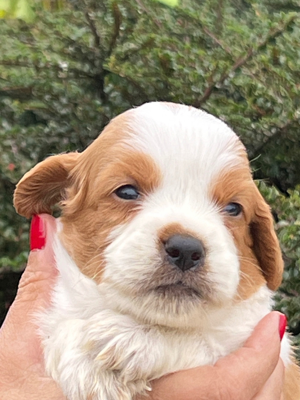 de Torlhak - Chiots disponibles - Epagneul Breton