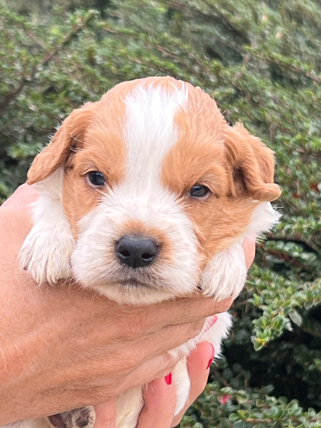 de Torlhak - Chiots disponibles - Epagneul Breton
