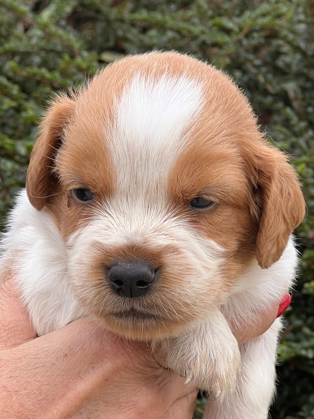 de Torlhak - Chiots disponibles - Epagneul Breton
