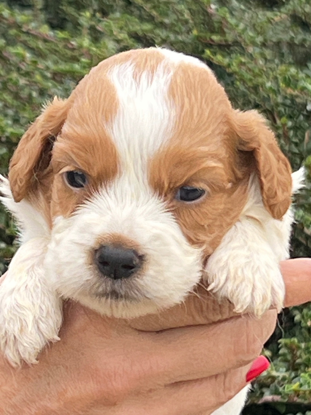 de Torlhak - Chiots disponibles - Epagneul Breton