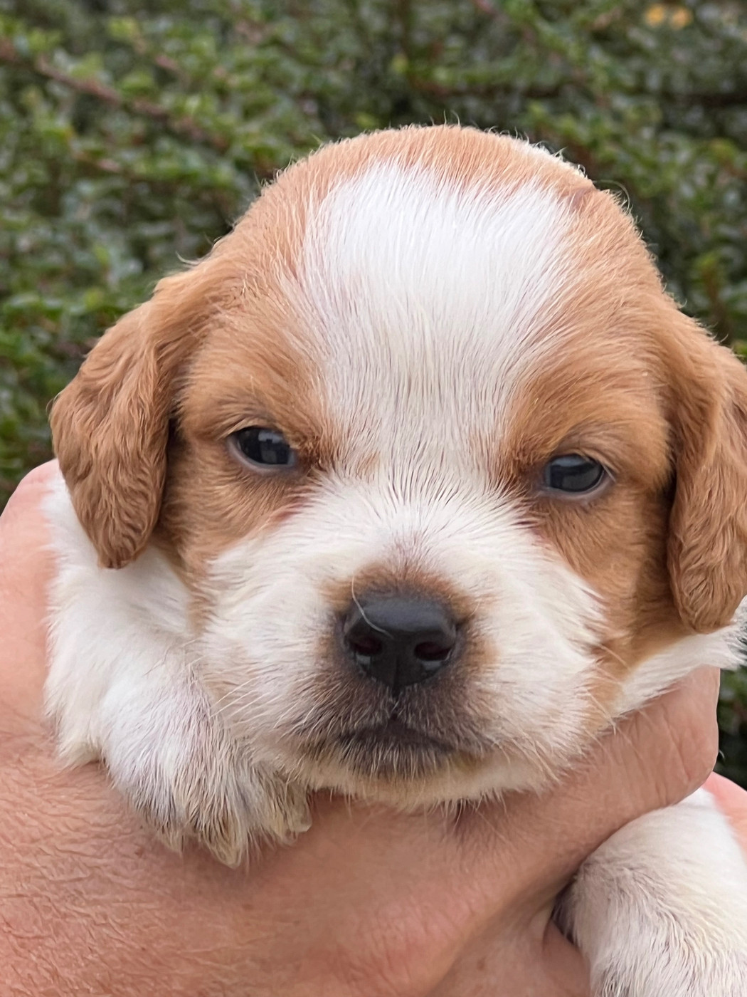 de Torlhak - Chiots disponibles - Epagneul Breton