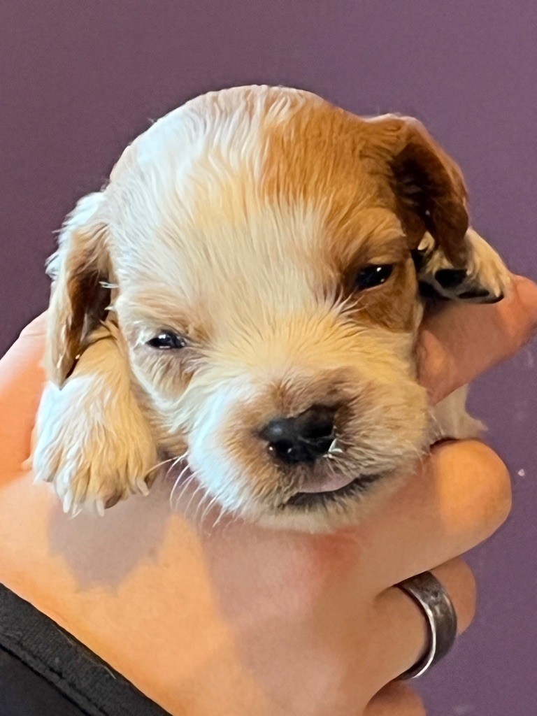 de Torlhak - Chiots disponibles - Epagneul Breton
