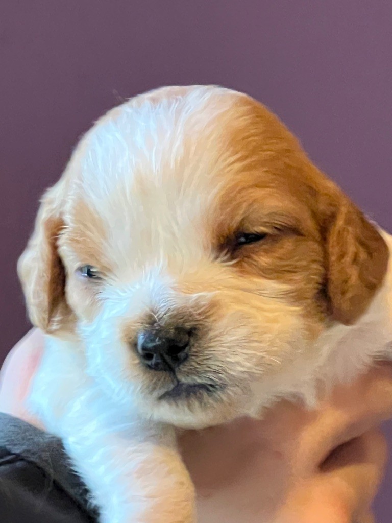 de Torlhak - Chiots disponibles - Epagneul Breton