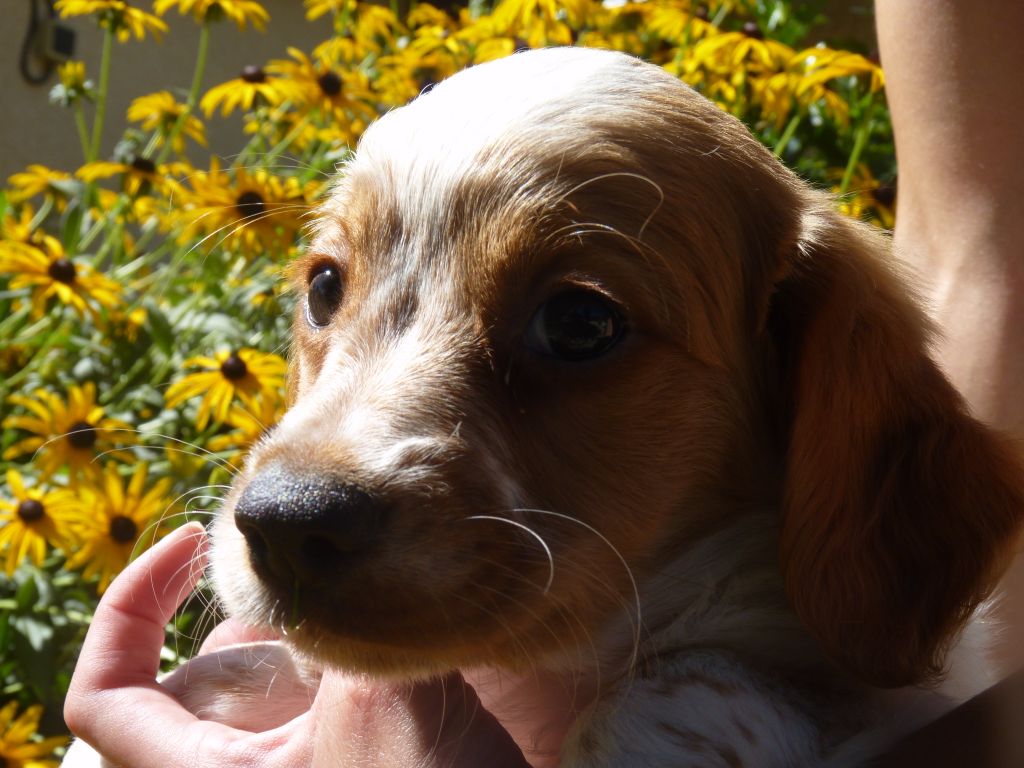 Chiot Epagneul Breton de Torlhak