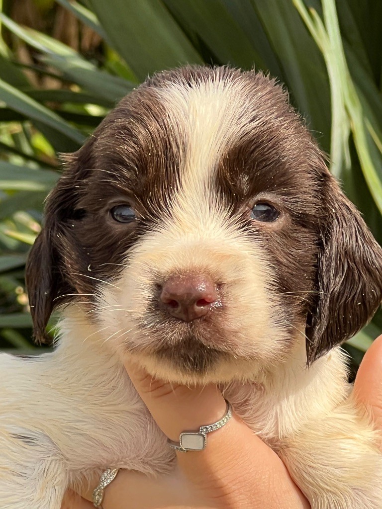 de Torlhak - Chiots disponibles - English Springer Spaniel