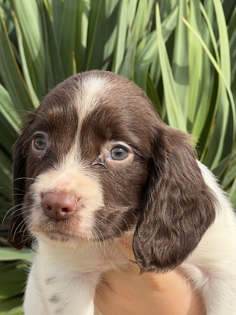 de Torlhak - Chiots disponibles - English Springer Spaniel