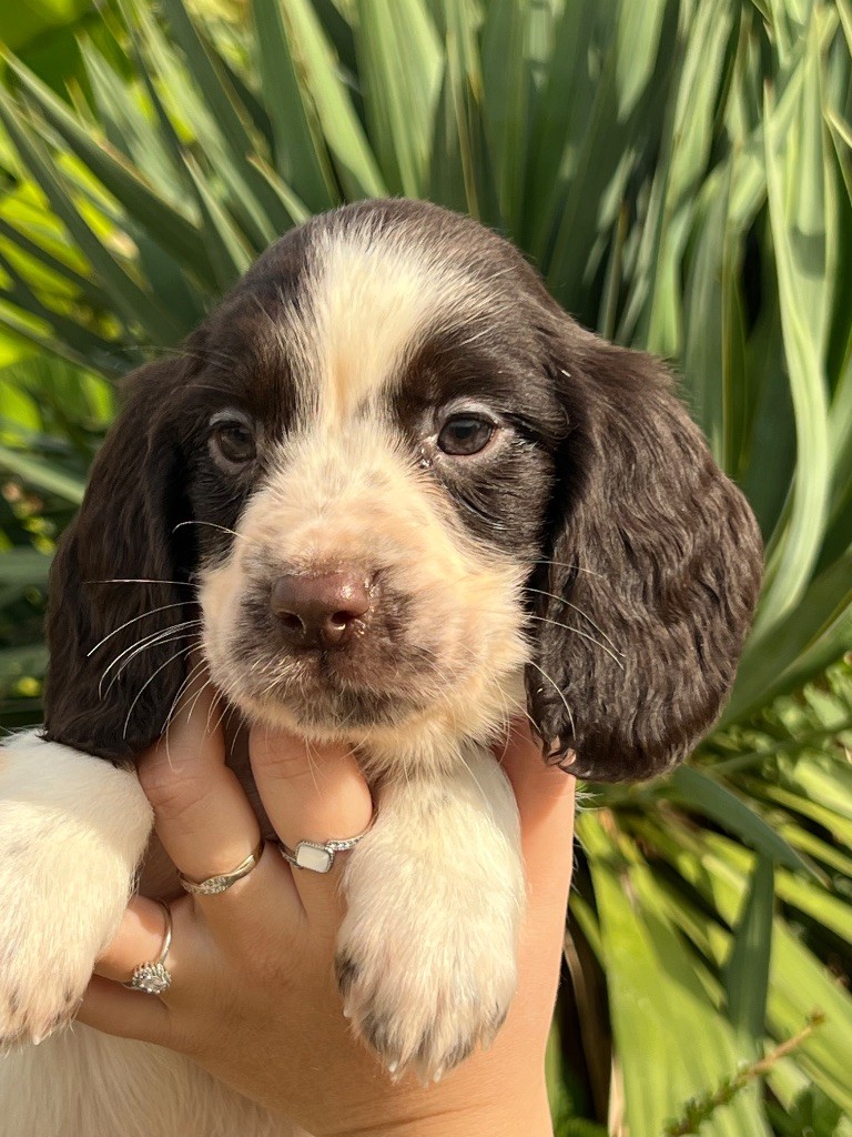de Torlhak - Chiots disponibles - English Springer Spaniel