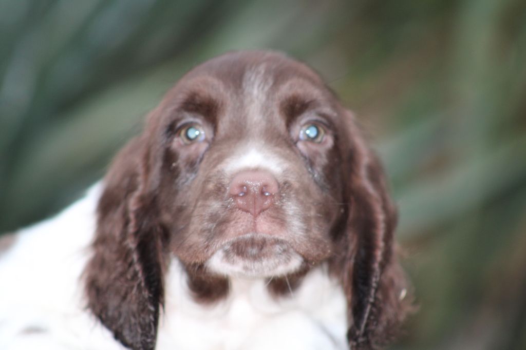Chiot English Springer Spaniel de Torlhak