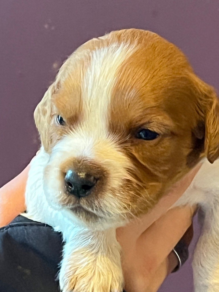 de Torlhak - Chiots disponibles - Epagneul Breton
