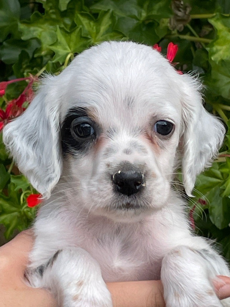 de Torlhak - Chiots disponibles - Setter Anglais