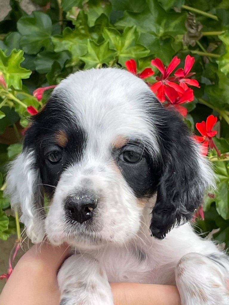de Torlhak - Chiots disponibles - Setter Anglais
