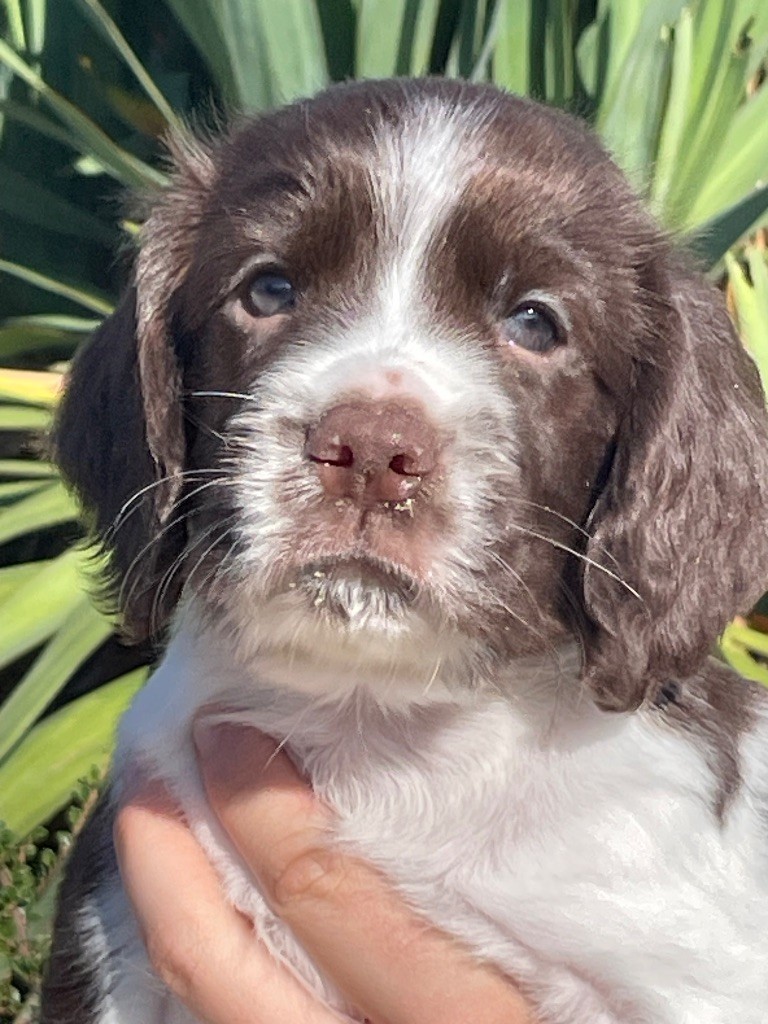 de Torlhak - Chiots disponibles - English Springer Spaniel