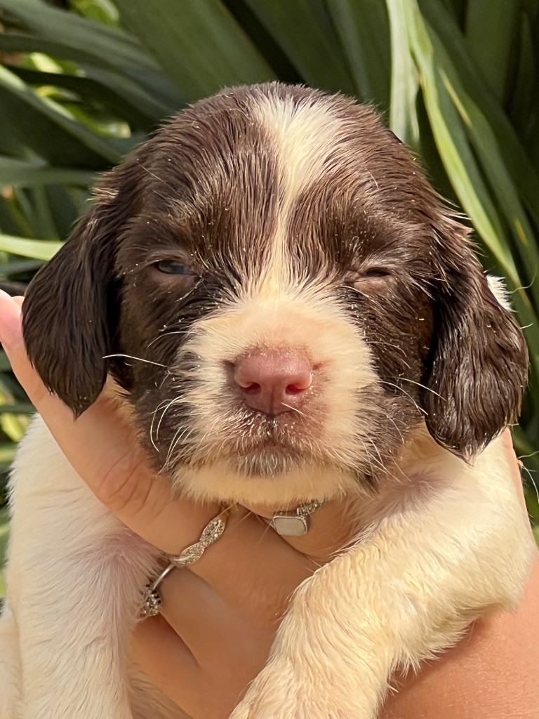 de Torlhak - Chiots disponibles - English Springer Spaniel