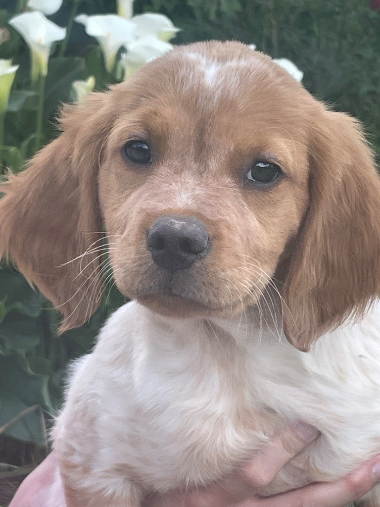 de Torlhak - Chiots disponibles - Epagneul Breton