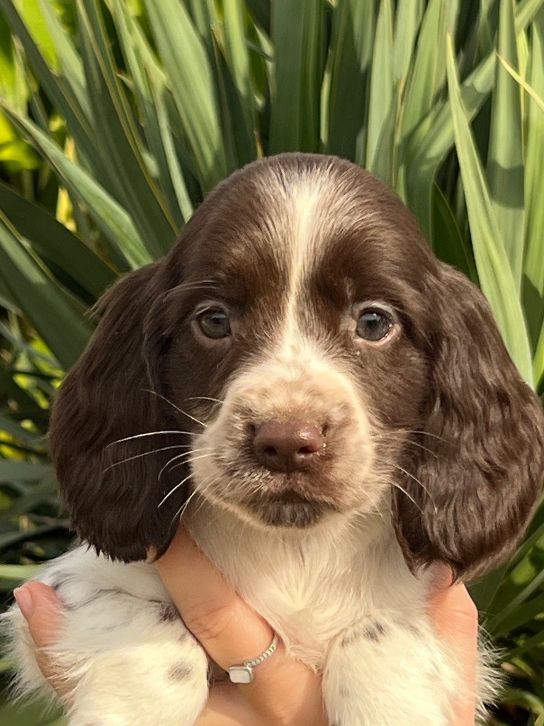 de Torlhak - Chiots disponibles - English Springer Spaniel