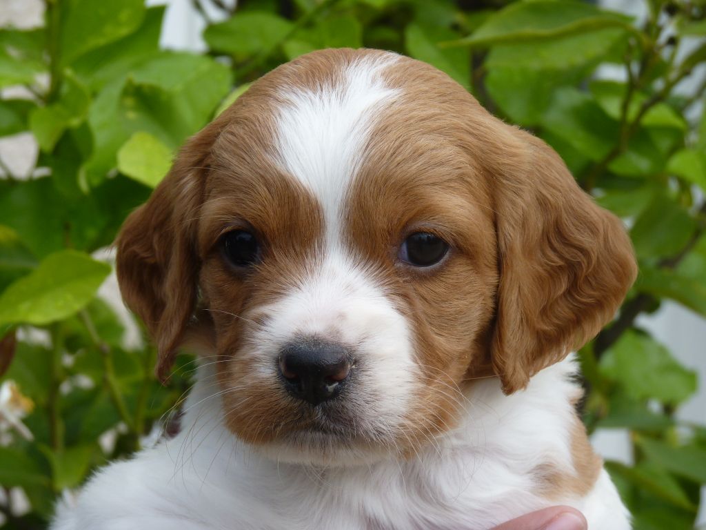 Chiot Epagneul Breton de Torlhak
