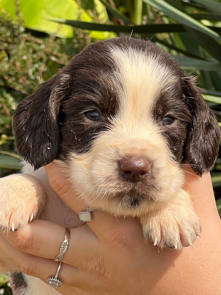 de Torlhak - Chiots disponibles - English Springer Spaniel