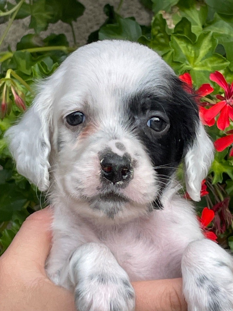 de Torlhak - Chiots disponibles - Setter Anglais