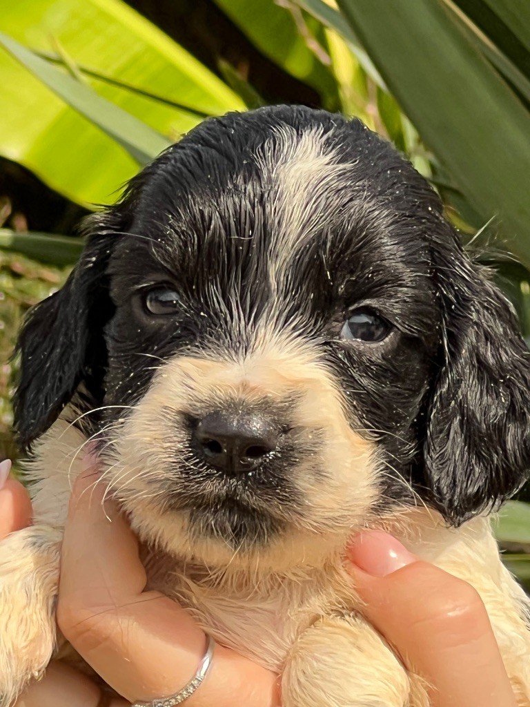 de Torlhak - Chiots disponibles - English Springer Spaniel