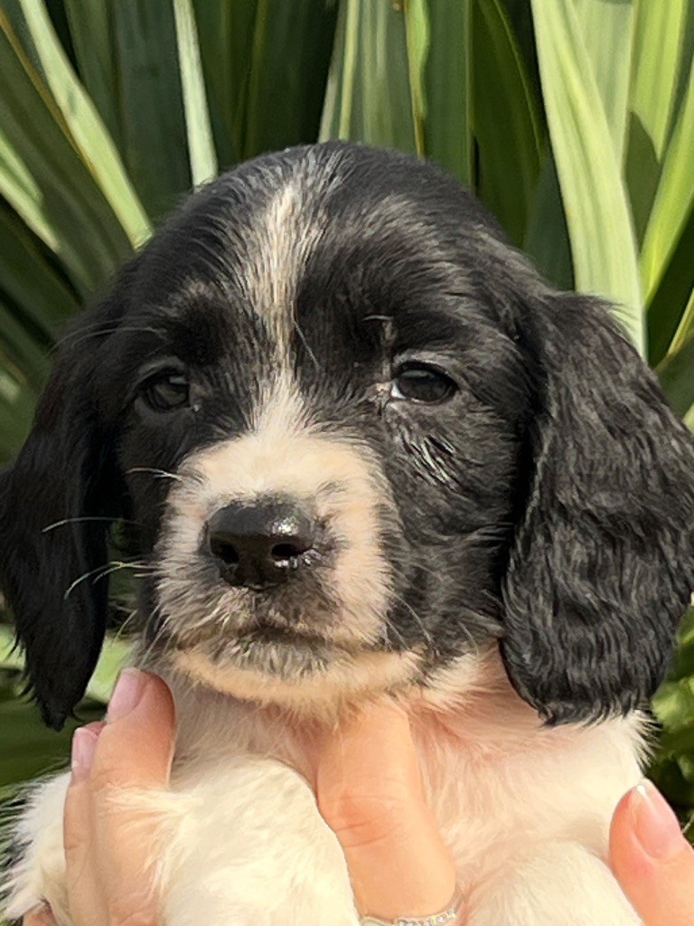 Chiot English Springer Spaniel de Torlhak