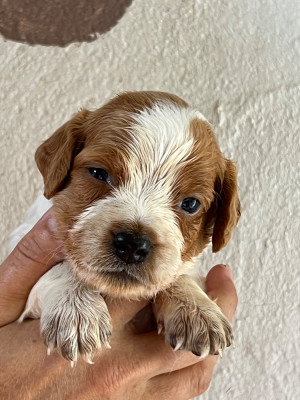 Chiot N°1