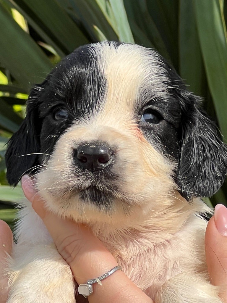 de Torlhak - Chiots disponibles - English Springer Spaniel