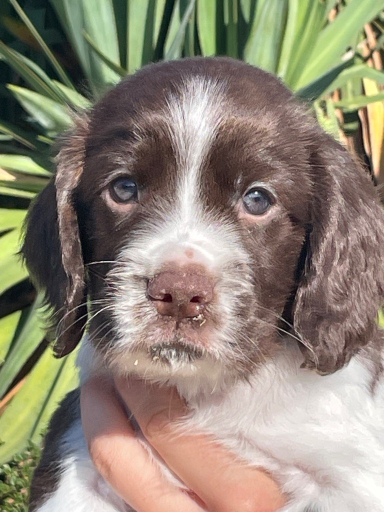 de Torlhak - English Springer Spaniel - Portée née le 13/07/2025