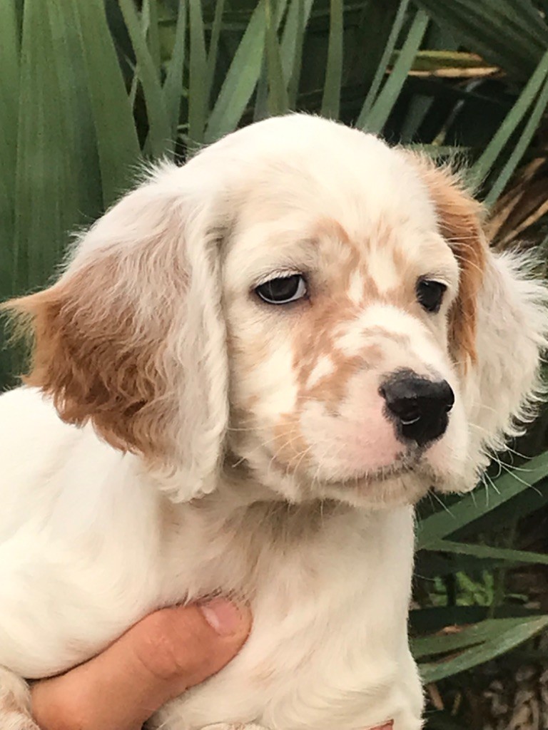 Chiot Setter Anglais de Torlhak