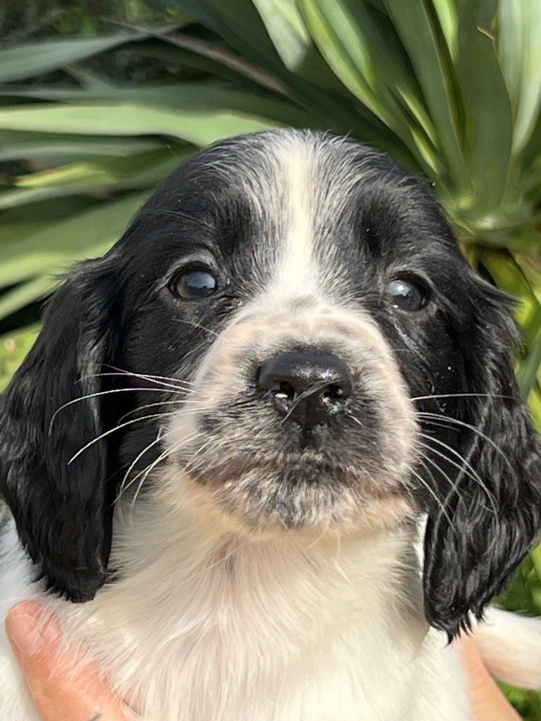 de Torlhak - Chiots disponibles - English Springer Spaniel