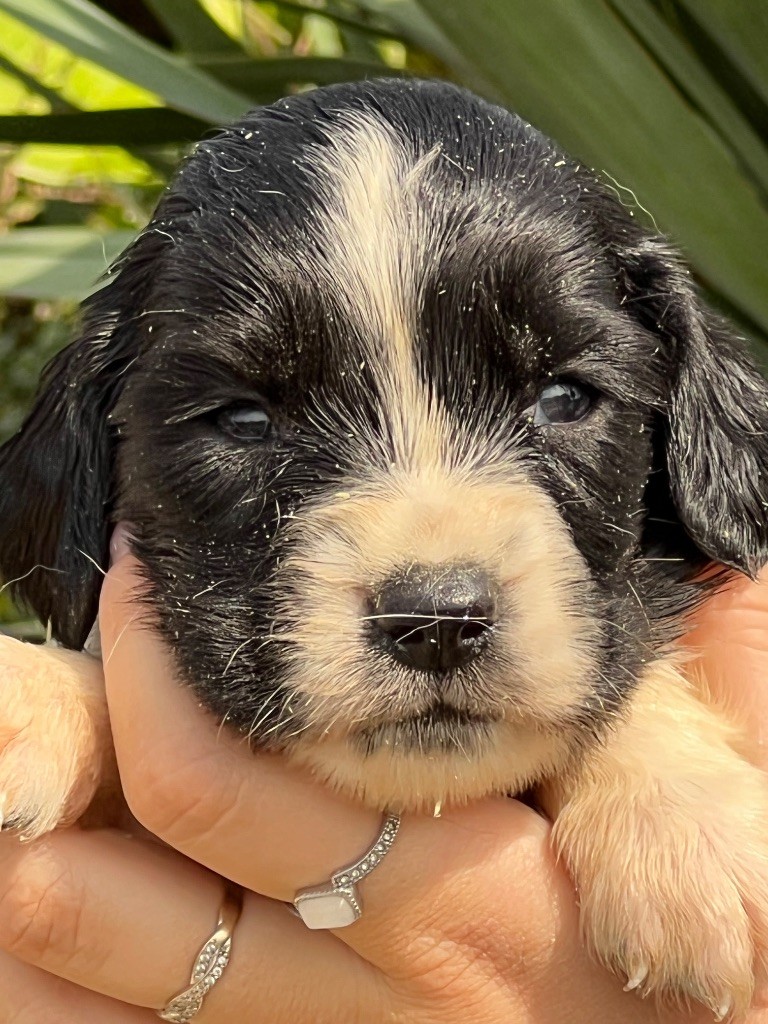de Torlhak - Chiots disponibles - English Springer Spaniel
