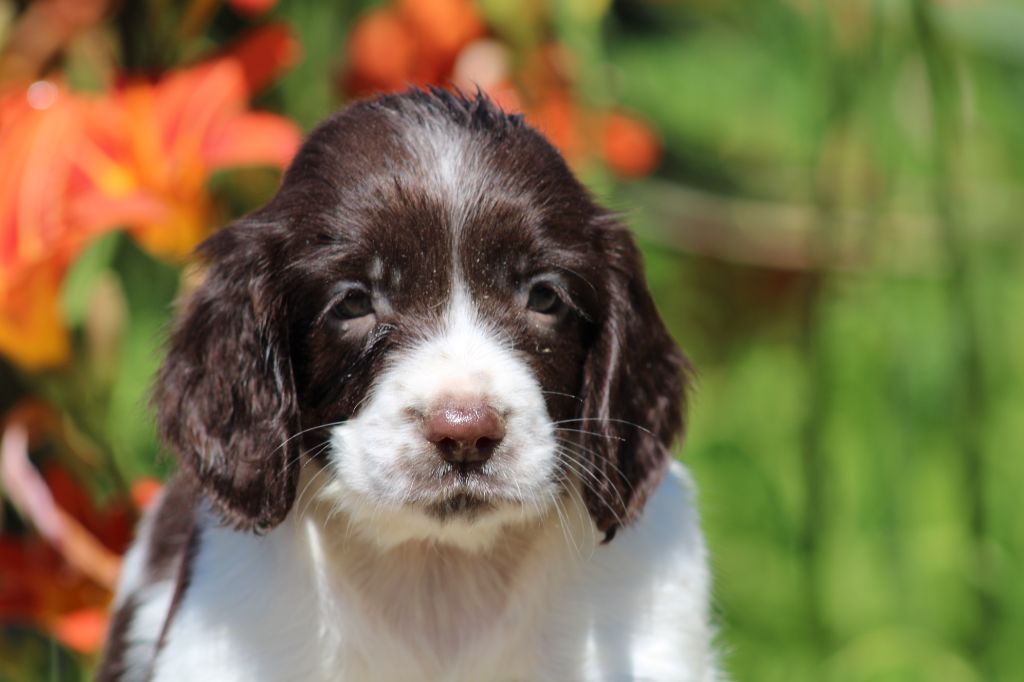 CHIOT 4