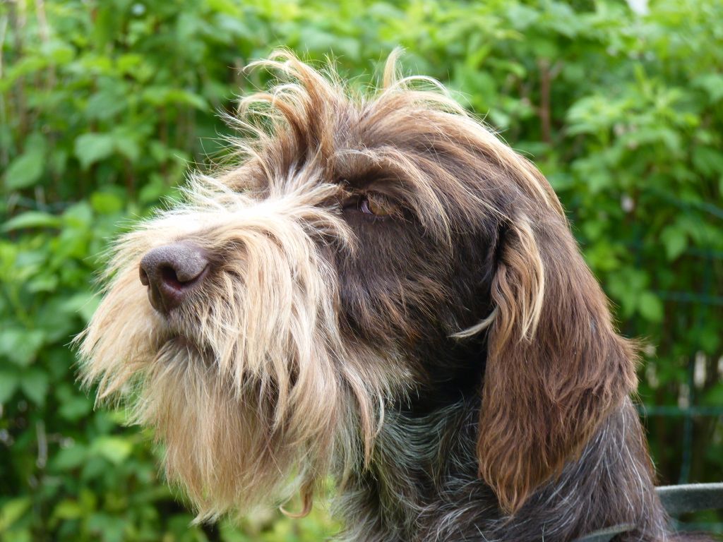 Chiot Griffon d'arrêt à poil dur Korthals de Torlhak