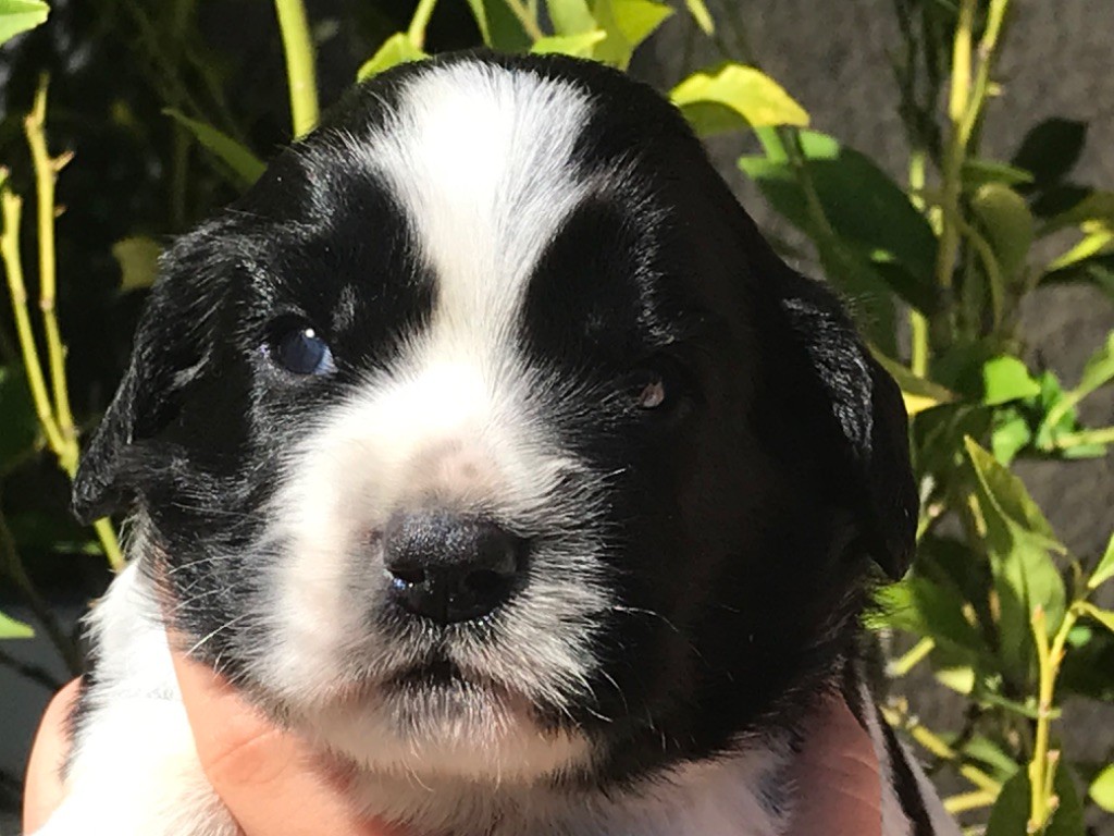 CHIOT 1