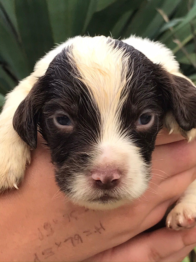 Chiot English Springer Spaniel de Torlhak