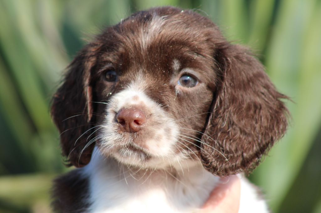 Chiot English Springer Spaniel de Torlhak
