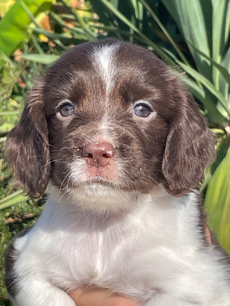 de Torlhak - Chiots disponibles - English Springer Spaniel