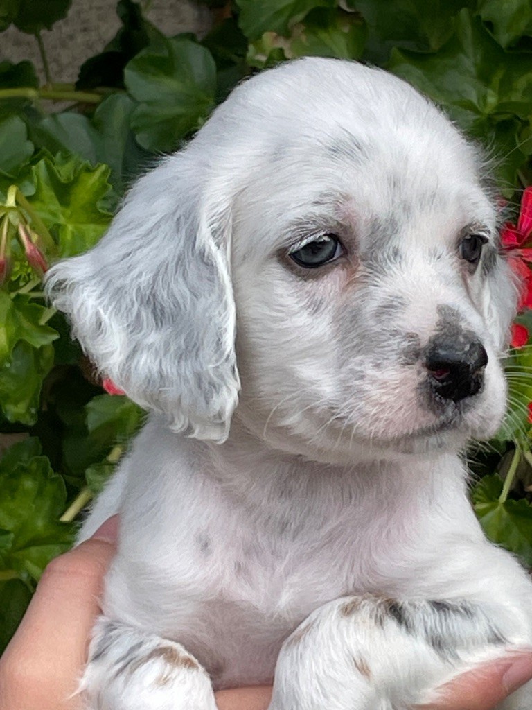 de Torlhak - Chiots disponibles - Setter Anglais